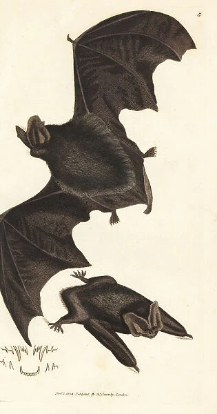 Western barbastelle bat, Barbastella barbastellus