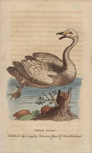 Wild swan, hooper or whooper swan, Cygnus cygnus