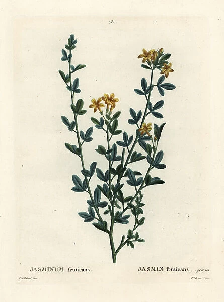 Wild or yellow Jasmine, Jasminum fruticans