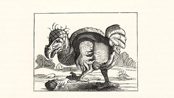 Willem Bontekoes illustration of the dodo