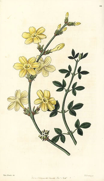 Winter jasmine, Jasminum nudiflorum