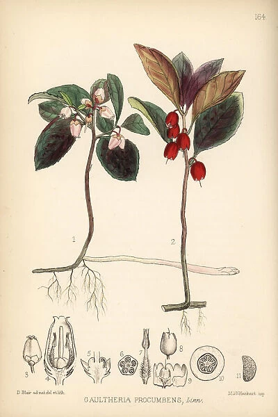 Wintergreen or mountain tea, Gaultheria procumbens