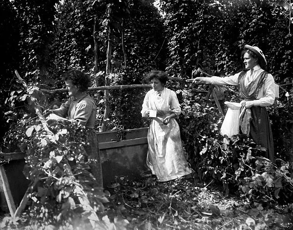 Women from Stepney, East London, hop picking in Kent