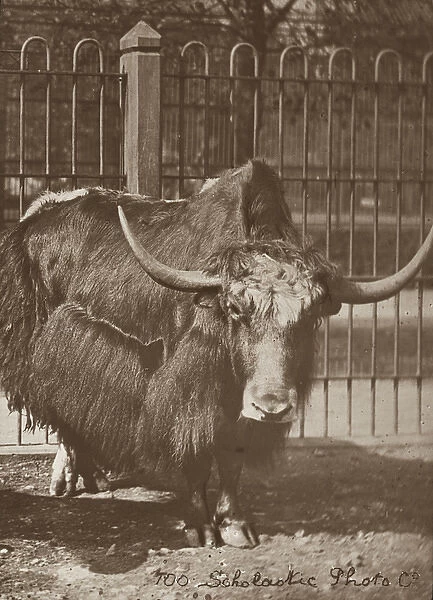 Zoo - Bull