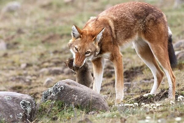 Abyssinian  /  Ethiopian Wolf  /  Simien Jackal  /  Simien Fox - eating molerat. Endangered. Bale Mountains - Ethiopia. 4000 m - 4300 m