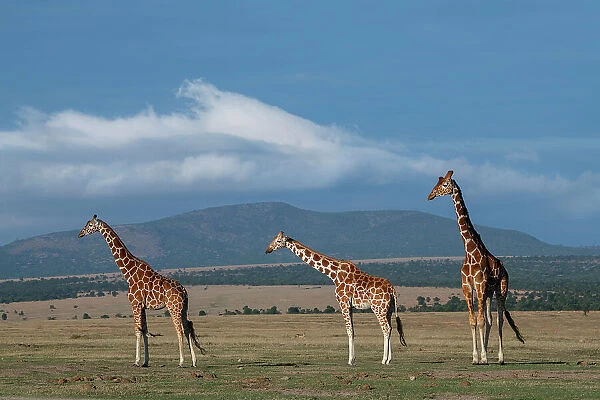 Africa, Kenya, Northern Frontier District, Ol Pejeta Conservancy. Reticulated giraffe Date: 24-10-2020