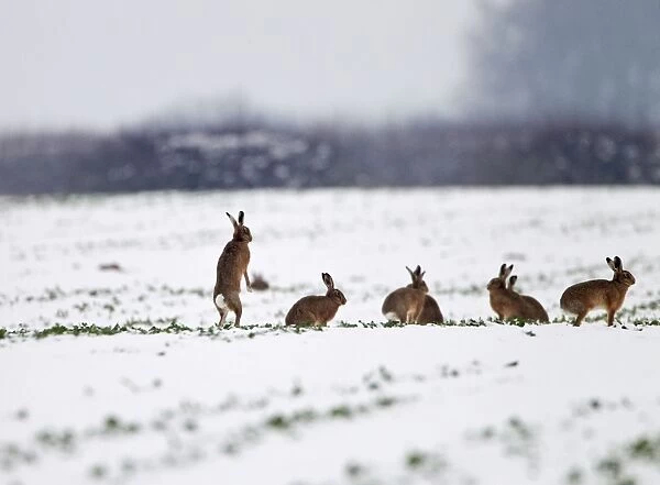 Brown Hares - gather together in snow covered fields during January - Oxon