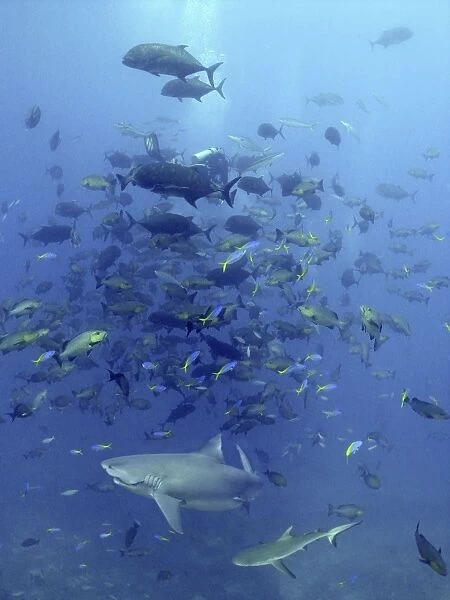 Bull Shark - Trailing line from hook in mouth. Huge school of fish Shark reef. Fiji Islands