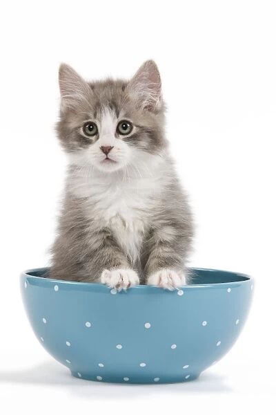 Cat - kitten in blue bowl