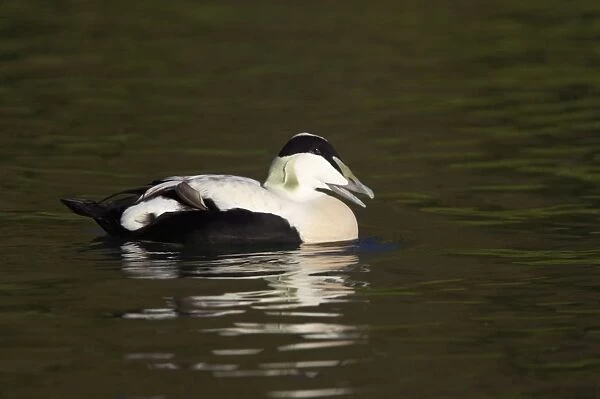 Common Eider Duck - Drake Arundel, Sussex, UK BI006665