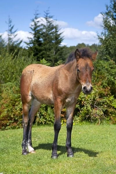 Dartmoor Pony - foal - Devon, UK