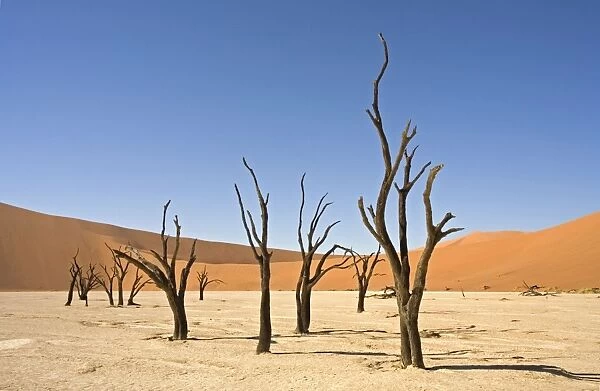 Dead Vlei Trees. Sossus Vlei - Namib Desert, Namibia, Africa