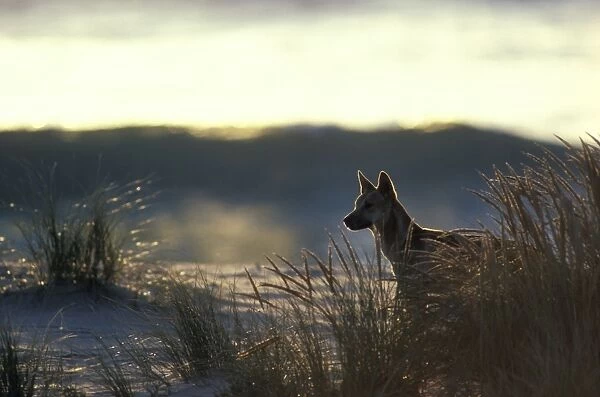 Dingo - On beach at dusk - Nadgee Nature Reserve - New South Wales - Australia JPF17401