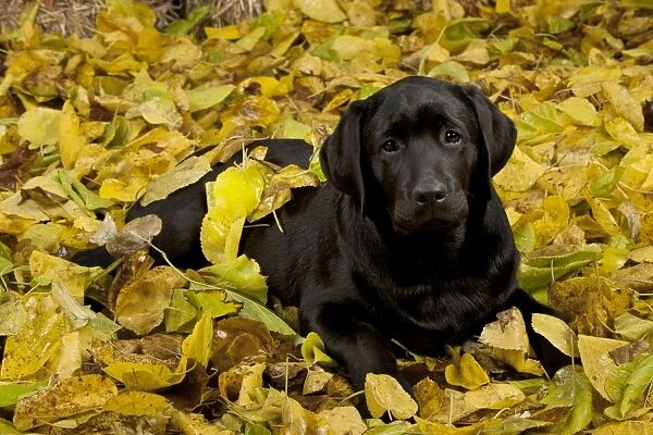 DOG - Black labrador laying in leaves