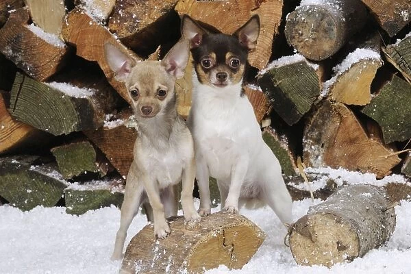 DOG. Chihuahuas in front of logs in snow