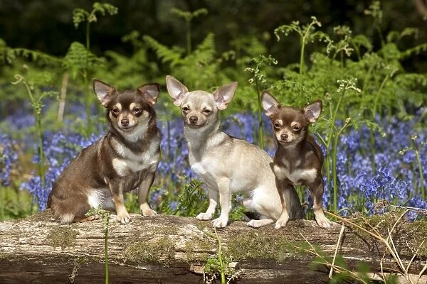 DOG - Chihuahuas sitting together on log in bluebells