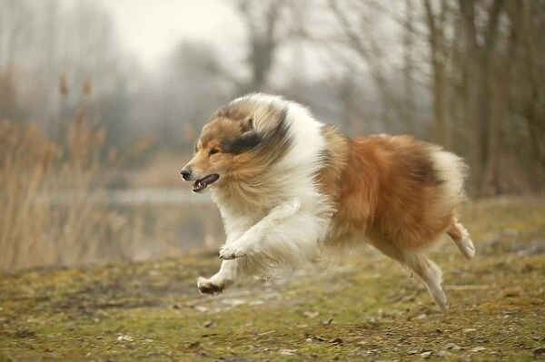 Dog - Rough Collie - running
