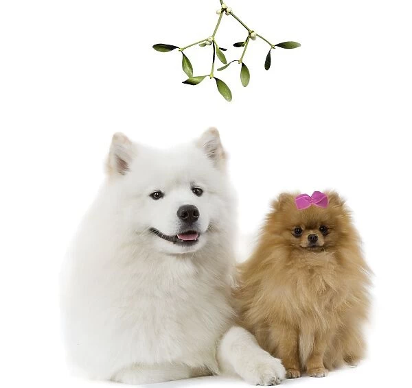 Dogs - Samoyed & Dwarf Spitz under mistletoe