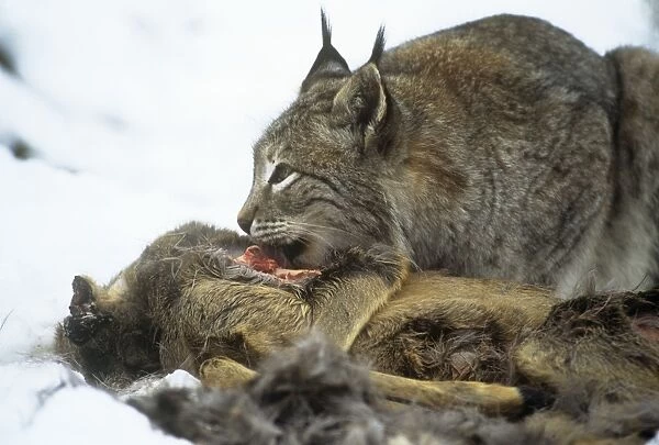 Eurasian lynx - feeding