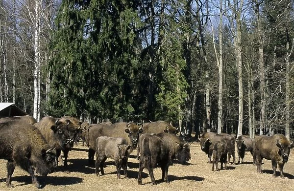 European Bisons - Bialowieza Nature Park - graze and being feed with turnips at the feeding spot in the forest - the herd of bisons comes at the same time to be supplementary fed every day - Belorussia - Spring Bl31. 0531