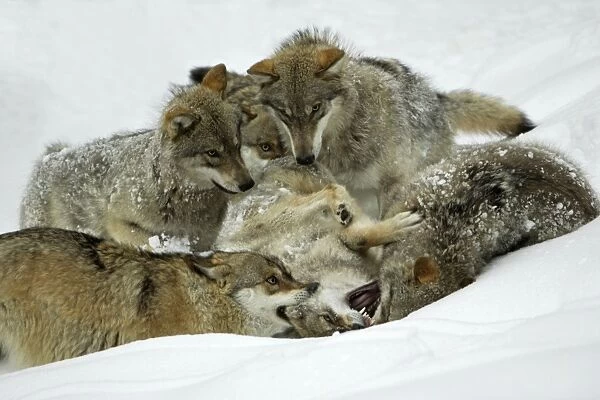 European Wolf- pack members play fighting in snow, social bonding behaviour Bavaria, Germany