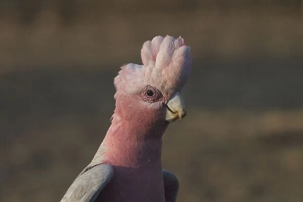 Galah - male. Found throughout most of Australia, but typically a bird of the interior. Found in dry open woodlands, inland stations, open shrublands, parks, and cleared coastal areas