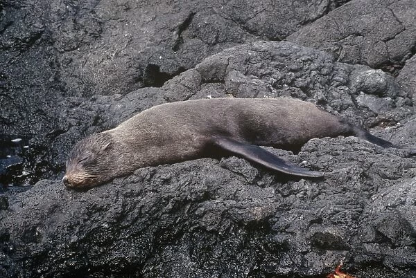 Galapagos Fur Seal - endemic San Salvador Island Galapagos Islands