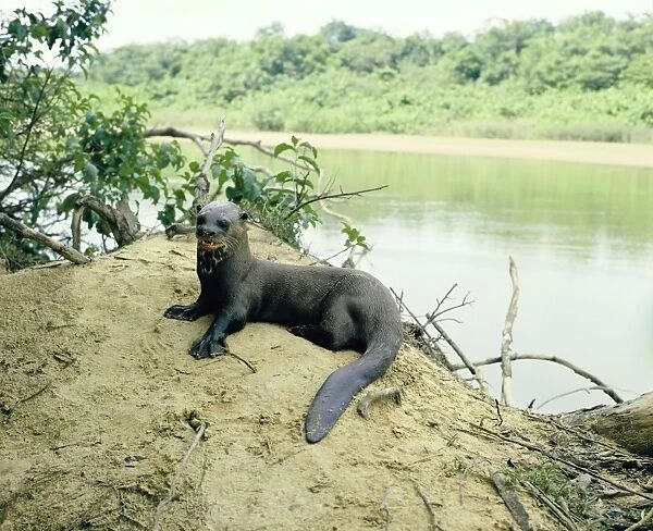 Giant Otter - on river bank - Guyana, South America