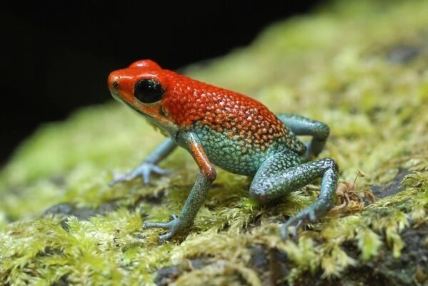 Granular Poison Frog Corcovado N. P. Costa Rica
