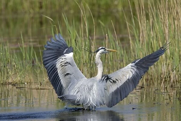 Grey Heron - adult landing in water with wings raised, May. Strumpshaw, Norfolk, U. K