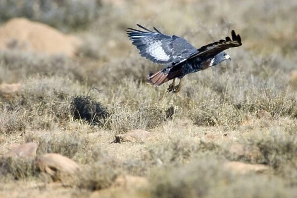 Jackal Buzzard flying low in pursuit of prey. Inhabits mountain ranges and adjacent grassland areas. Endemic to southern Africa. Mountain Zebra National Park, Eastern Cape, South Africa