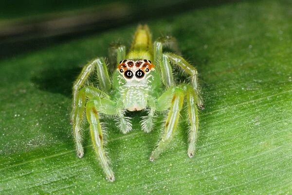 Jumping spiders (family Salticidae) are common inhabitants of houses and gardens in tropical Australia. They use their highly developed eye sight and athletic jumping ability to prey on insects. Townsville, Queensland, Australia