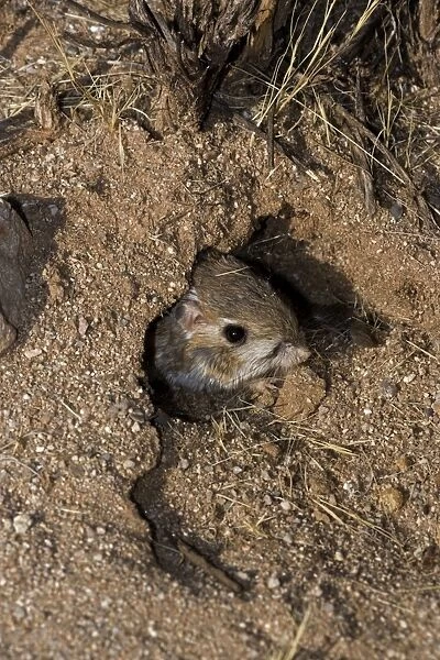 Kangaroo Rat - Emerging from hole in sand. Habitat is sandy waste areas, sand dunes, sometimes hard packed soil - Spends days in deep burrows in the sand which it plugs to maintain stable temperature