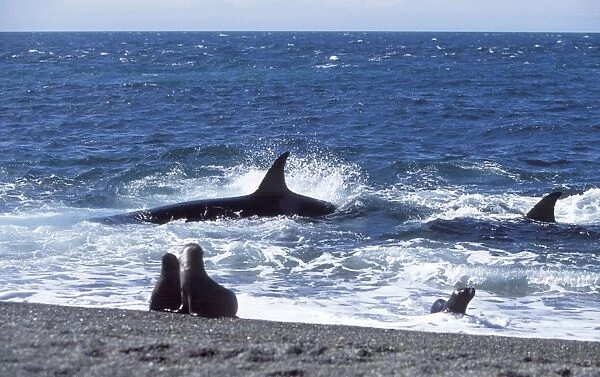 Killer whale  /  Orca - Hunting South American sealion pups in the surf zone. Punta Norte, Valdes Peninsula, Patagonia, Argentina