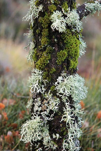 Lichen and Mosses - on tree stem, Grazalema National Park, Andalucia, Spain