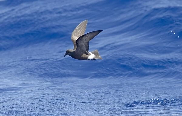 Madeiran Storm-Petrel - in flight over sea - June - Madeira