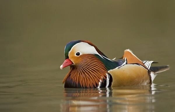 Mandarin Duck Portrait of male on the water South East England, UK, Europe