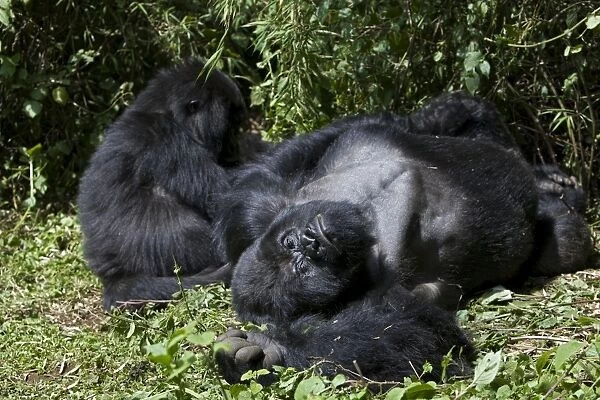Mountain Gorilla - Silverback resting in morning sun. Virunga Volcanoes National Park - Rwanda. Endangered Species