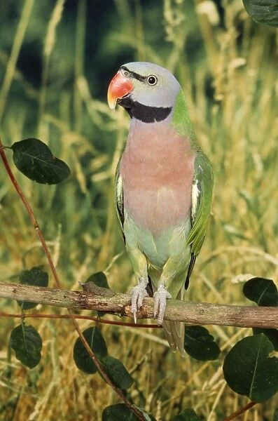 Moustached Parakeet - male Distribution: lower Himalayas - Burma, Malay Peninsula - Java, South China