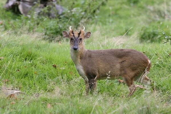 Muntjac Deer - male side view Bedfordshire UK