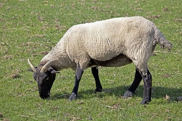Norfolk horn black faced sheep - grazing - Cotswold Farm Park - UK