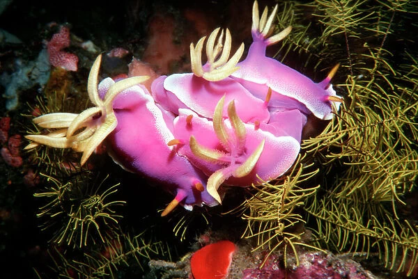 Nudibranch - Pink Nudibranchs in a group mating bunch Ternate, Indonesia