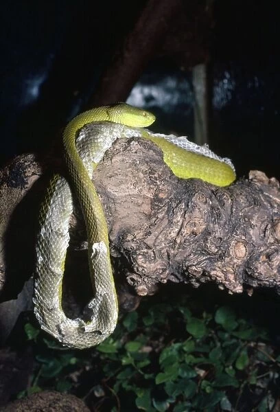 Pope's Pit Viper - shedding skin - South East Asia
