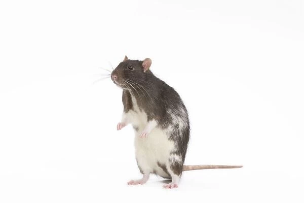 Rat - in studio on hind legs