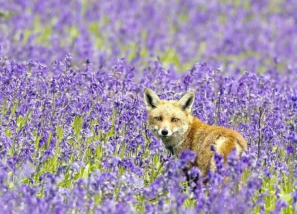 Red Fox - in Bluebells - controlled conditions 16109
