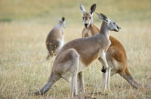 Red Kangaroo - Western New South Wales Australia