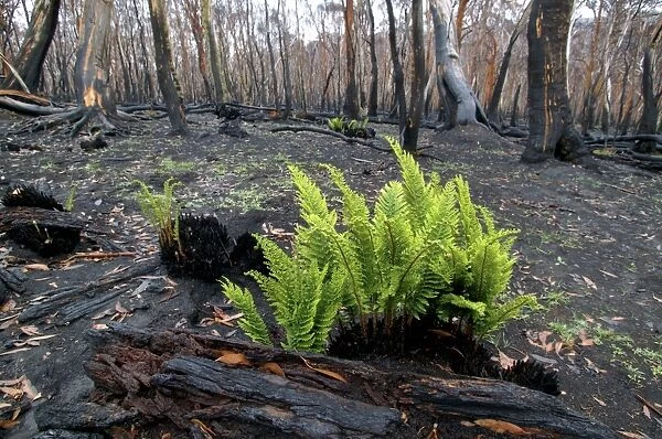 Regrow of ferns after bush fire JLR 35 Davies plain - Alpine National Park North East Victoria. Australia © Jean-Marc La-Roque  /  ardea. com