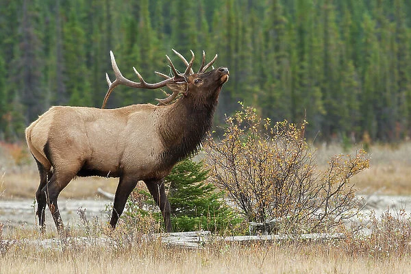 Rocky Mountain bull elk Date: 26-09-2006