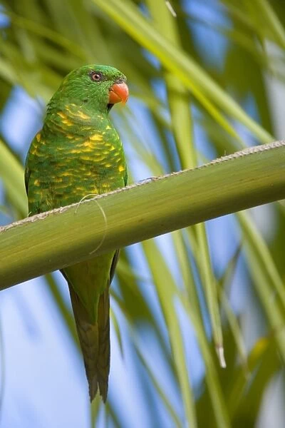 Scaly-breasted Lorikeet - adult sitting on a palm tree looking out - Hervey Bay, Queensland, Australia