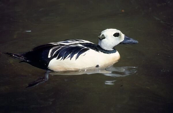 Steller's Eider Duck - male
